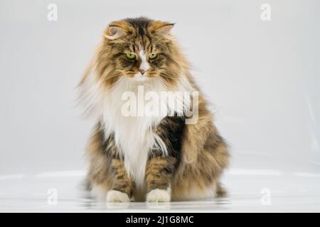 Alvin - Big Siberian cat on white background Stock Photo