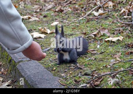 Squirrel with black fluffy fur eats nuts on an autumn day Stock Photo