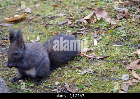 Squirrel with black fluffy fur eats nuts on an autumn day Stock Photo