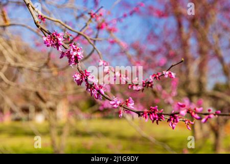 Sunny view of the eastern redbud blossom in MacArthur Park at Arkansas Stock Photo