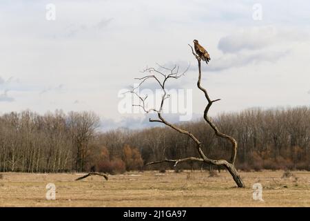 White-tailed Eagle (Haliaeetus albicilla) immature perched on dead tree, Hortobagy, Hungary, January Stock Photo
