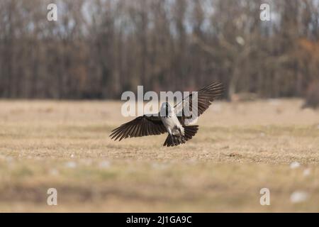 Hooded Crow (Corvus cornix) adult flying, about to land on grassland, Hortobagy, Hungary, January Stock Photo