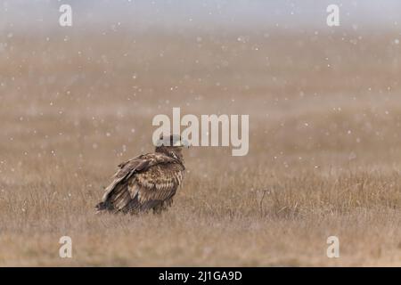 White-tailed Eagle (Haliaeetus albicilla) immature standing on grassland during snowfall, Hortobagy, Hungary, January Stock Photo