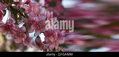 Malus halliana beautiful blossoming fruit tree an apple-tree in the spring. Banner Stock Photo