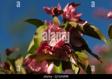 Malus halliana beautiful blossoming sunlight fruit tree an apple-tree in the spring Stock Photo