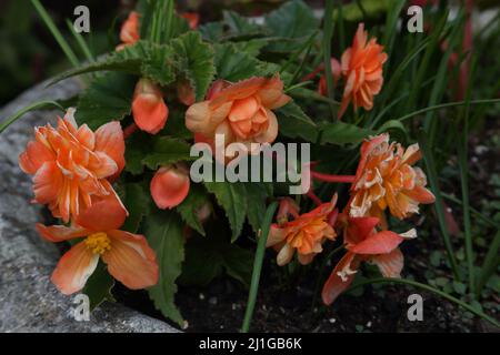 Orange Begonias Growing in Garden Surrey England Stock Photo