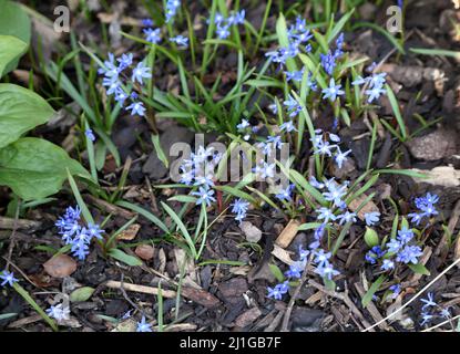 Forbes Glory-of-The-Snow (Scilla forbesii) Blue Star Shape Flowers Stock Photo