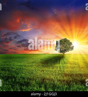 Alone tree on meadow at sunset with sun Stock Photo - Alamy