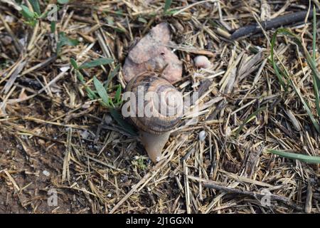Close-up of a large snail, with a snail shell, crawling. Snail animal life in nature on the green grass. It is crawling find some food. Background and Stock Photo