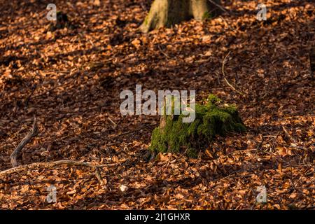 A tree stump, moss and leaves in the wintry forest in the evening sun Stock Photo