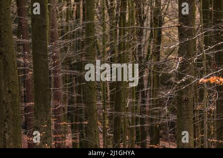 The depth of the forest in German winter Stock Photo