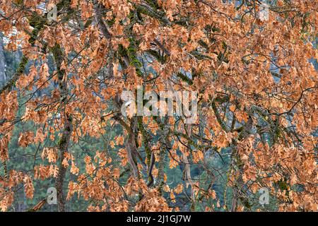 Black oak tree leaves and brunches during winter in Yosemite Valley Stock Photo