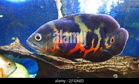 A closeup of an oscar fish in the natural habitat Stock Photo
