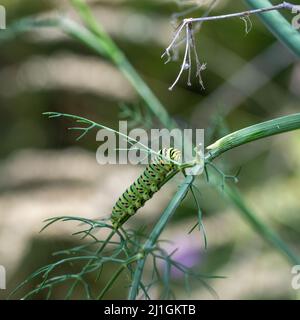Detail of the Papilio machaon butterfly caterpillar eating on a fennel plant Stock Photo
