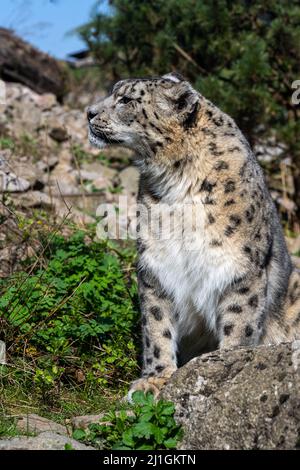 Close-up of a snow leopard (Panthera uncia syn. Uncia uncia) Stock Photo