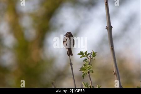 a Dunnock (Prunella modularis) calling from the top of a stick with a natural woodland background Stock Photo