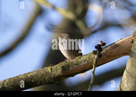 a single Dunnock (Prunella modularis) on a branch of a tree with a blue spring sky in the background Stock Photo