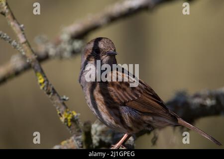 a single Dunnock (Prunella modularis) perched on a branch with lichen with shadows and sunlight Stock Photo