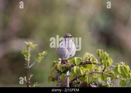 a single Dunnock (Prunella modularis) singing at the top of a tree with new buds and a natural green background Stock Photo