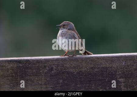 a single Dunnock (Prunella modularis) singing on a wooden bench with a natural green background Stock Photo