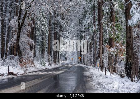 Road and trees after a snow storm, Yosemite National Park Stock Photo