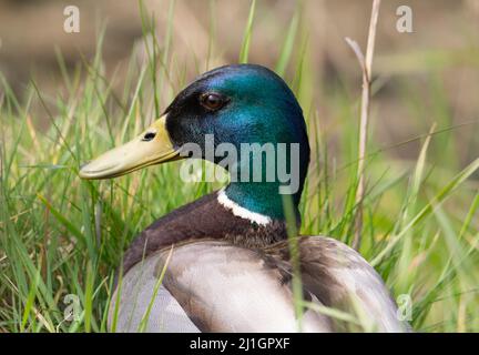 close up of the head and shoulders of a male Mallard (Anas platyrhynchos) duck standing in grass Stock Photo