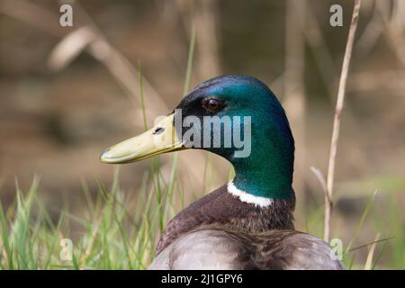 close up of the head and shoulders of a male Mallard (Anas platyrhynchos) duck standing in green grass Stock Photo