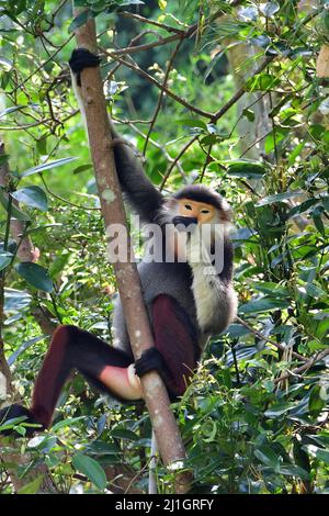 Red-shanked douc, Rotschenkliger Kleideraffe, Pygathrix nemaeus, tarka ...