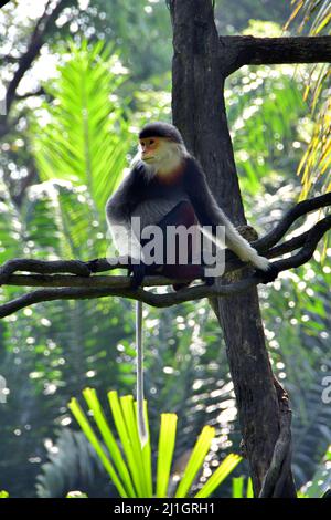 Red-shanked douc, Rotschenkliger Kleideraffe, Pygathrix nemaeus, tarka ...