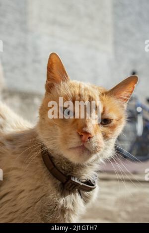 old and sick tom cat with leather collar, looking superior to the camera Stock Photo