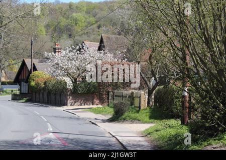 Blossom & Memorial Hall on Lane, Aldbury Village in Spring, Hertfordshire, England, UK Stock Photo