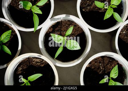 Pepper seedlings top view. Reuse of plastic cups in vegetable growing. Stock Photo