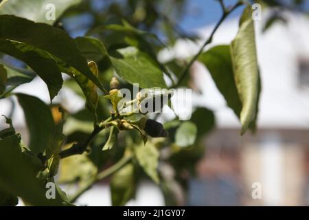 The tiny lemons will grow.  Selective focus and close up. Stock Photo