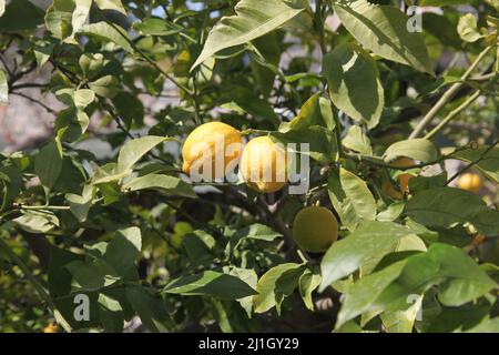 Ripe lemons. Yellow lemons citrus fruits hanging on the lemon tree are ready for harvest. Selective focus and close up. Stock Photo