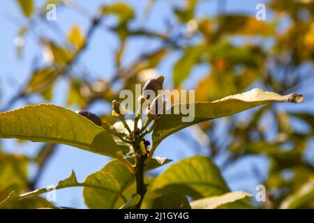 New growing or tiny lemons growing on the tree with blue sky. Selective focus and close up. Stock Photo