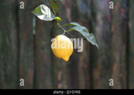 One ripe lemon hanging on a lemon tree. Close up and front view. Stock Photo