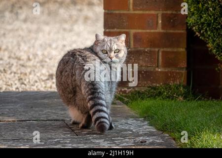 a grey striped female British shorthair cat staring back at the camera Stock Photo