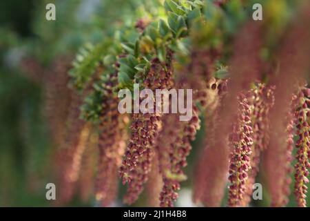 Close-up of a tropical red flowers of Coriaria ruscifolia ssp. microphylla Stock Photo