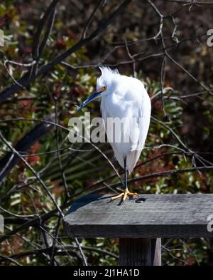 snowy egret perched on one leg, on a fence rail in Newport Beach California back bay Ecological Reserve Stock Photo