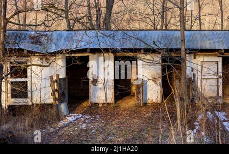 Open doors to empty stable in woods Stock Photo