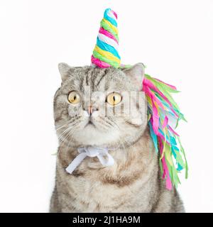 Big Scottish or British gray cat in the role of a unicorn, with a rainbow horn fairy tale concept, isolate Stock Photo