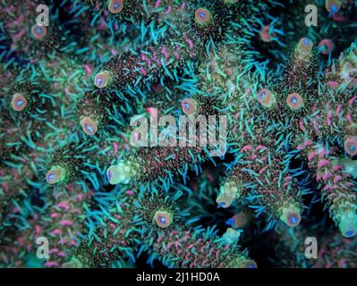 A solar flare millepora acropora stony coral species with polyps extended. Stock Photo