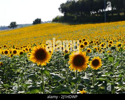 a big sunflowers's field in the country Stock Photo