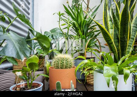 Set of plants of different varieties on the terrace of an urban attic, cacti, sansevierias, lucky bamboo, trunk of Brazil Stock Photo