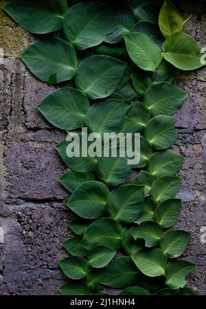 Old stone wall with hanging plants growing as background Stock Photo