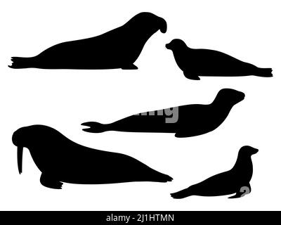 Set of silhouettes of pinnipeds. Vector illustration of black silhouette of sea lion, leopard, elephant, seal, walrus isolated on white background. Lo Stock Vector