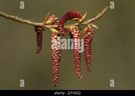 A branch of the catkins and new shoots of a Black Poplar Tree growing in the wild in the UK. Stock Photo