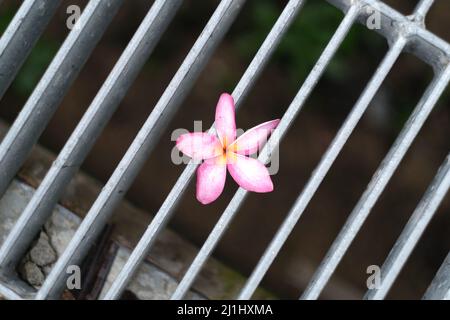 Tender tropical flower, fallen from tree, on a sewer grate Stock Photo