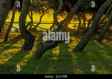 The sunrise over the sea, in the foreground the twisted trunks of the pine trees of the Filiani pine forest. Pineto, province of Teramo, Abruzzo Stock Photo