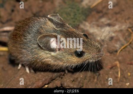 Closeup on a cute small longtailed wood mouse, Apodemus sylvaticus, sitting on the ground in the garden Stock Photo